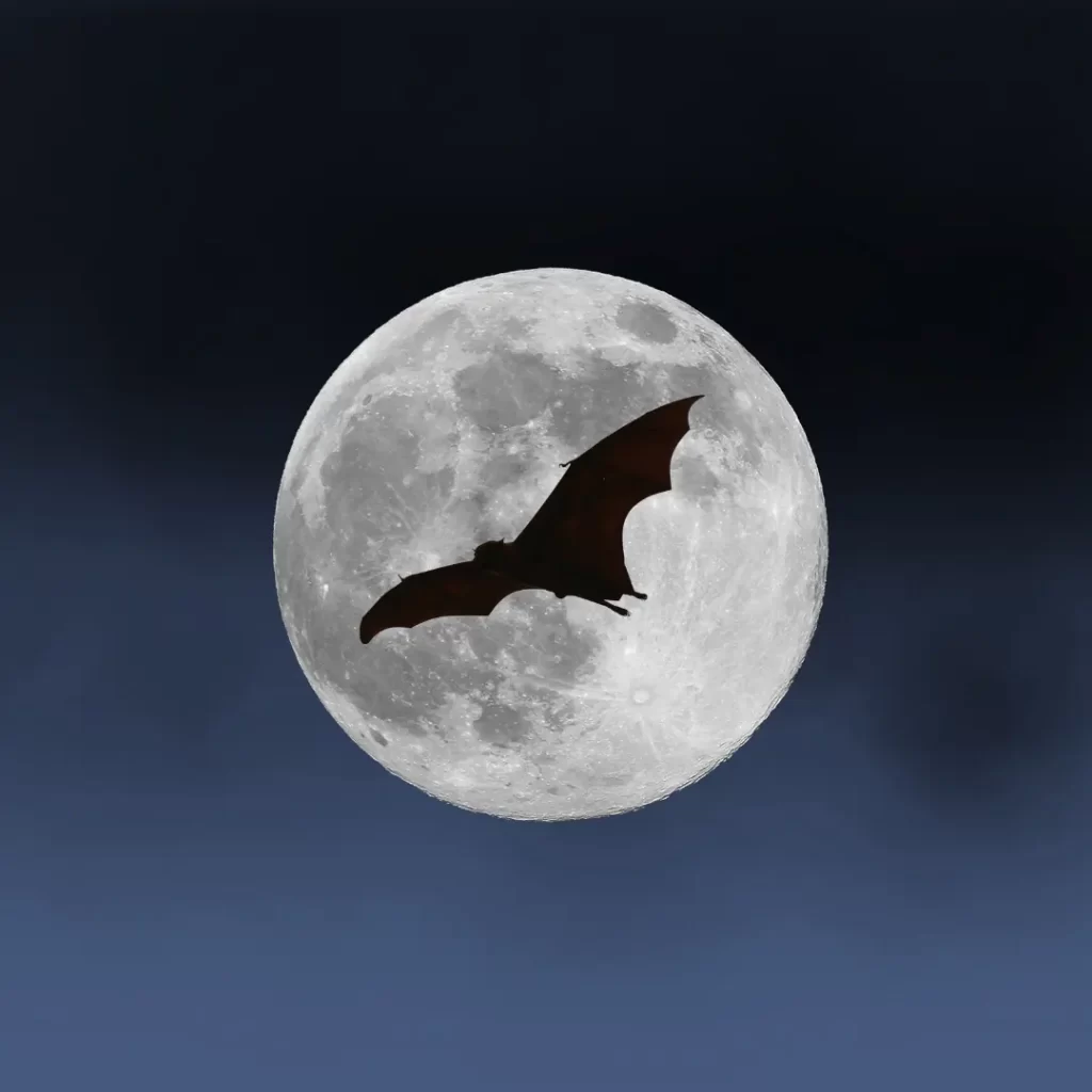 Bath flying in front of the moon